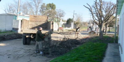 trabajos de arbolado urbano y poda