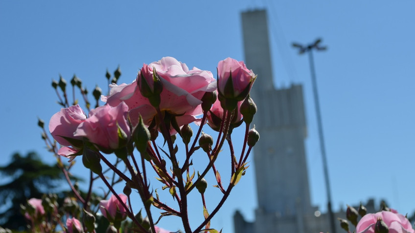 Flores recortadas en la municipalidad