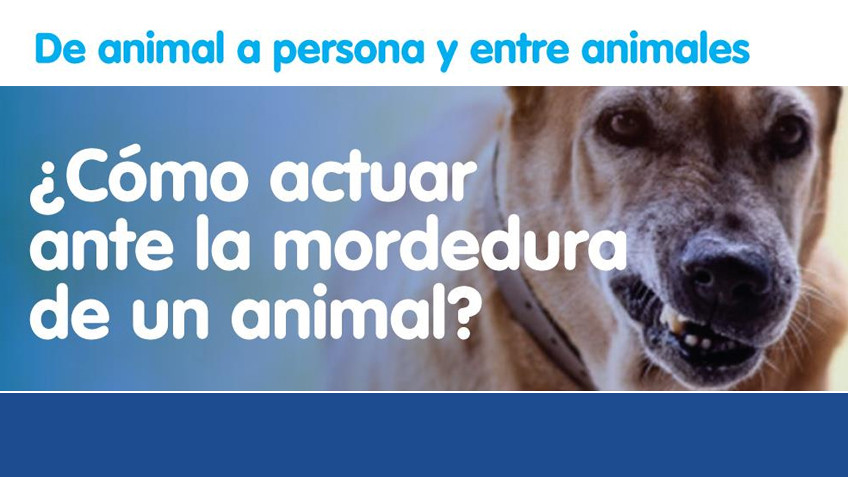 Cómo actuar ante la mordedura de un animal.