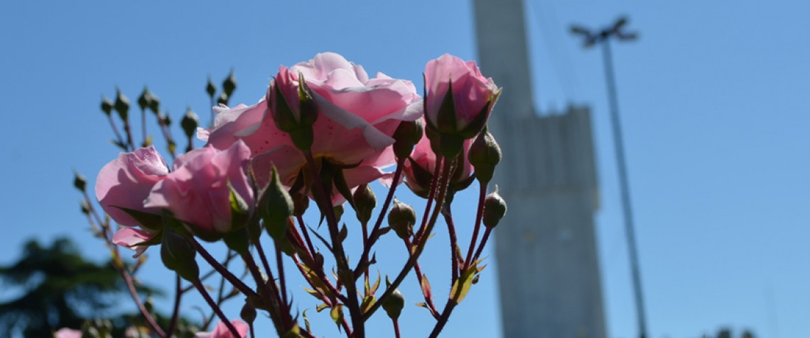 Flores recortadas en la municipalidad